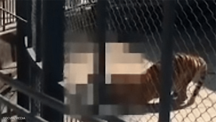 نمر ينهش لحم مربيه ويأكله حيّا