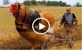 بالفيديو- لن تصدق حجم هذه الحيوانات العملاقة اكبر من حجمها الطبيعي بكثير وموجودة فعلا !