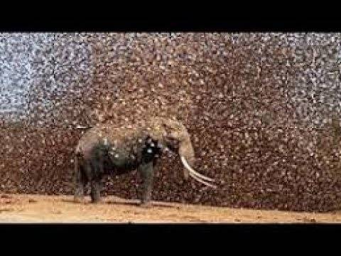 بالفيديو- لن تصدق عيناك هذا المقطع!!  لو لم يتم تصويره لما صدقه أحد !!