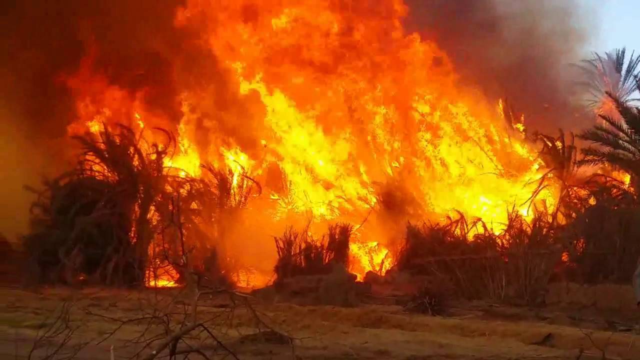 حريق يلتهم أشجار ليمون وقصب في الشيخطابا