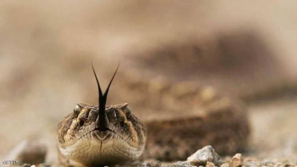 سم الأفعى "بديلا" للمضادات الحيوية