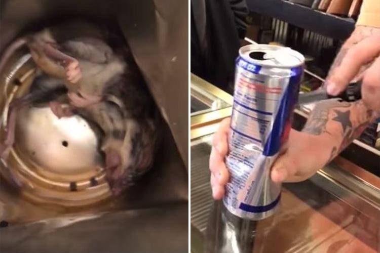 بالفيديو المقزز.. رجل يعثر على فأر داخل عبوة مشروب للطاقة