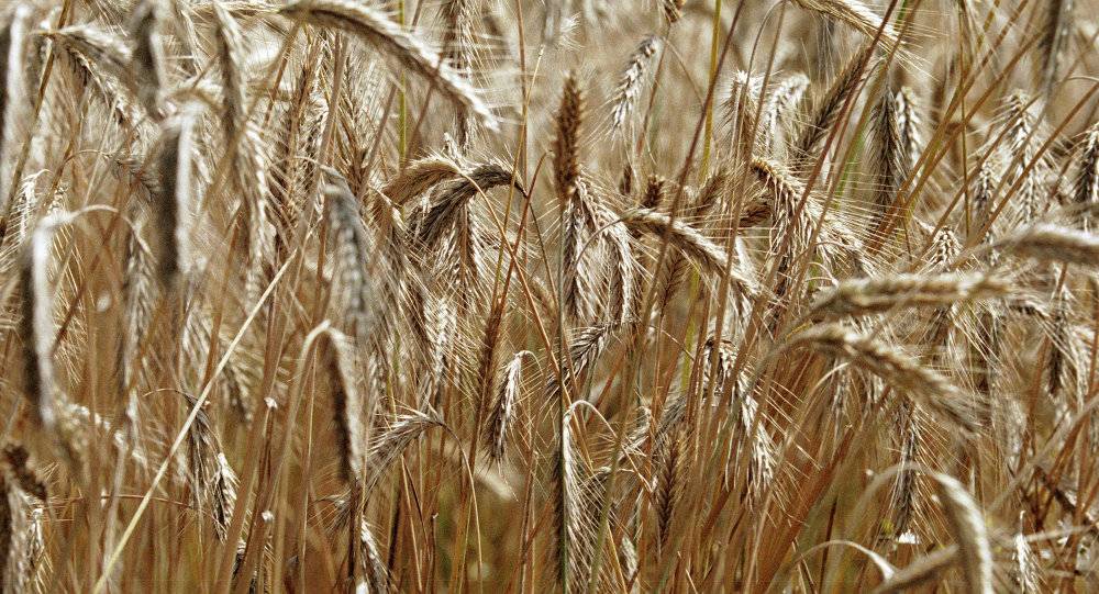 متحدث: الحكومة المصرية ستشتري كل كميات القمح التي يوردها المزارعون
