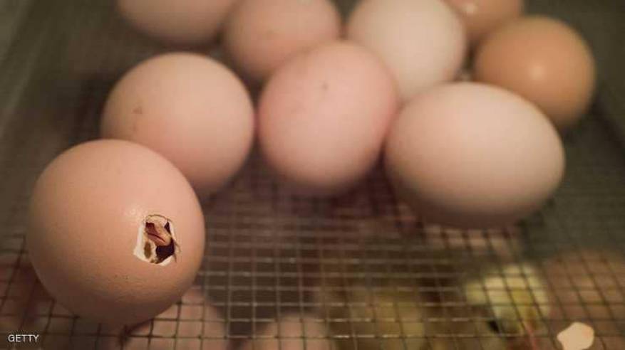 كيف تكسر الصِّيصان قشرة البيض الصلبة؟