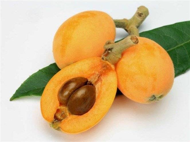 فوائد الأكيدنيا ستصيبك بالدهشة!