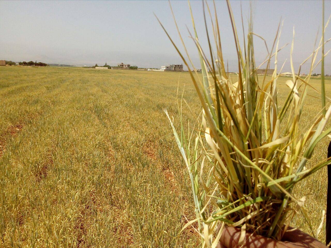 وقفة في سهل ايعات لمزارعين ونقابيين للمطالبة بتعويضهم مواسم الحبوب جراء الجفاف