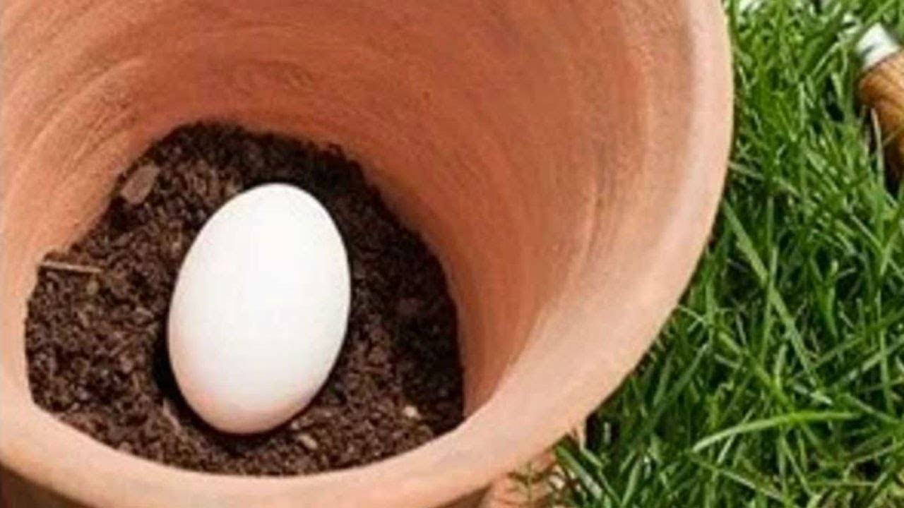بالفيديو- قم بزرع بيضة في تربة حديقتك وما سيحدث بعد أيام سيكون مفاجأة لك !!