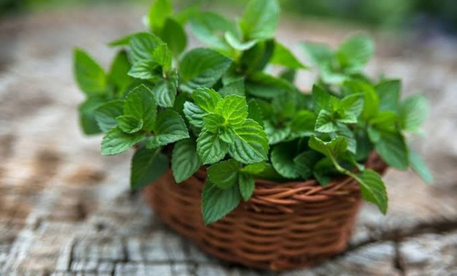 منها علاج نزلات البرد.. تعرّف إلى 7 فوائد صحية للنعناع