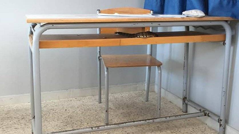 بالصورة- افعى داخل ثانوية في الجنوب