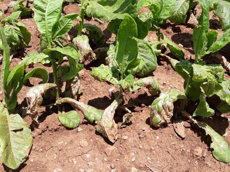 مزارعو التبغ في رميش والجوار ناشدوا المعنيين مساعدتهم