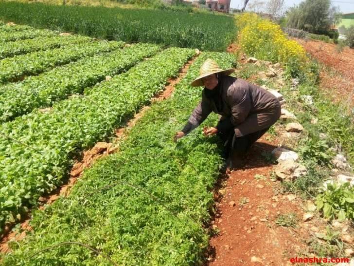 نائب رئيس نقابة حصر التبغ جال على المزارعين في قضاء بنت جبيل