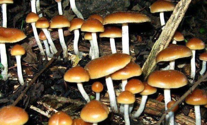 قريباً.. وباء يقضي على النباتات والحيوانات والناس