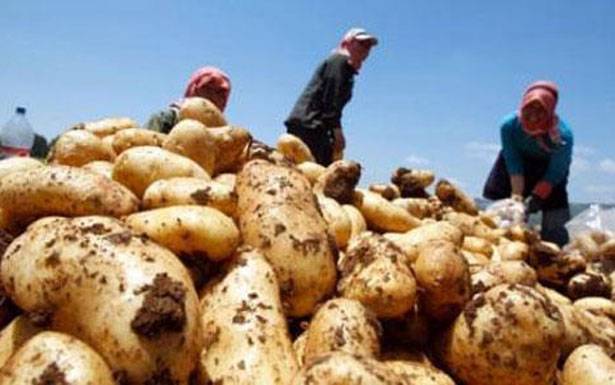 الحايك: كارثة كبيرة تواجه المزارعين
بسبب تهريب البطاطا السوريّة الى السوق