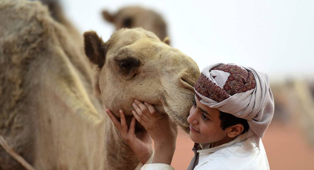 صحيفة: الأمريكيون متعطشون لـ"لبن الإبل" السعودي