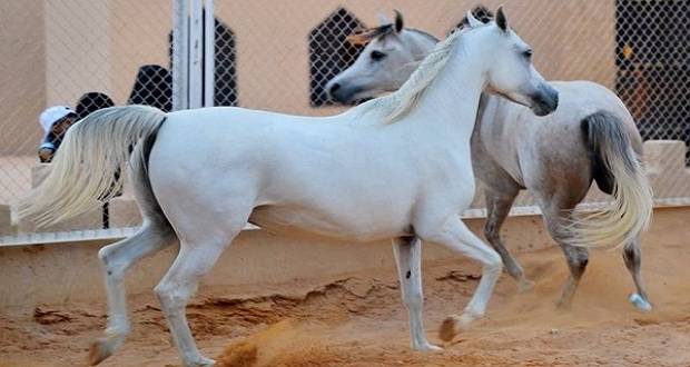 200 خيل مسروقة في إدلب واستعادة 15 فرساً من الغوطة بينها سلالة نادرة