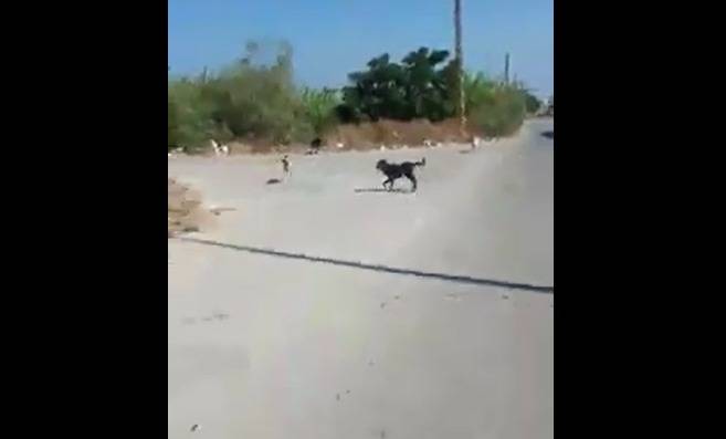 بالفيديو.. الكلاب الشَّاردة تهدّد المارَّة في الميناء - طرابلس!