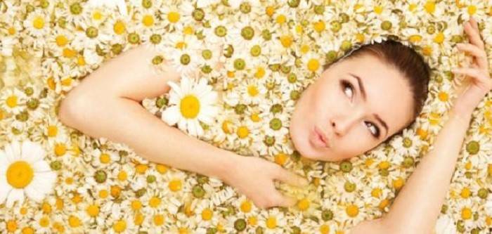 أزهار البابونج.. شفاء للجسد والروح أيضاً