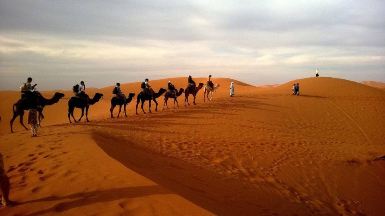 تكنولوجيا صينية لزراعة الصحراء