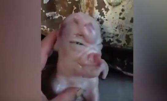 بالفيديو.. ولادة خنزير بوجهٍ بشري!
