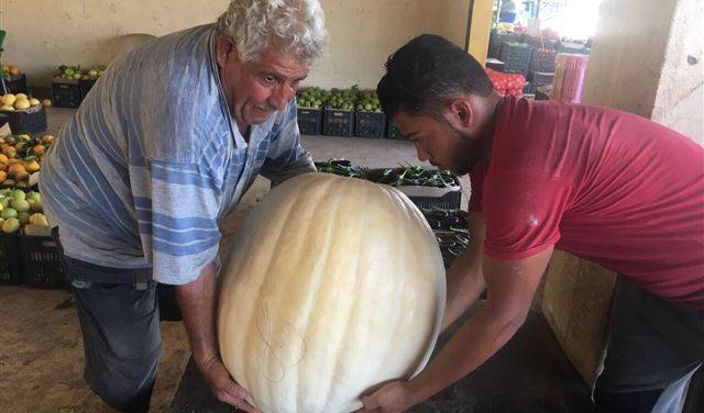 بالصورة: العثور على يقطينة ضخمة في سهل صور