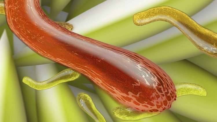 الأطباء يحذرون من سوبر بكتيريا تسبب العقم