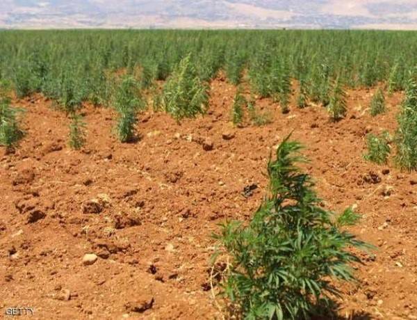 هل سيكون قانون تشريع زراعة الحشيش صائباً؟