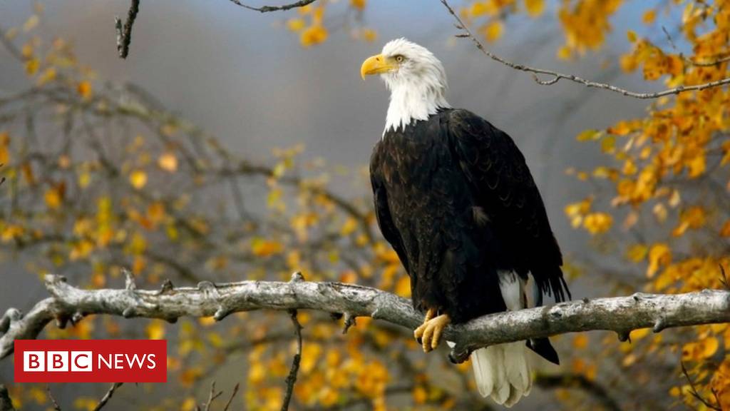 The cost of Trump's Endangered Species Act proposal