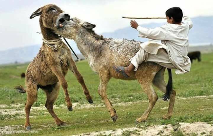 هجوم عنيف من وهاب على السياسيين : عندما تتصارع الحمير على..