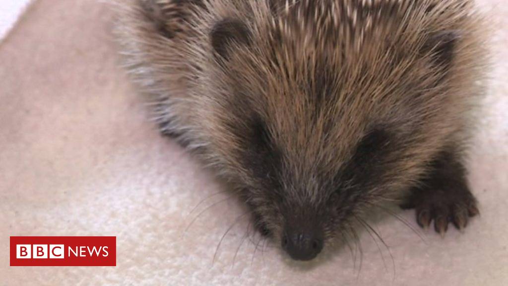 Record number of hedgehogs rescued in heatwave