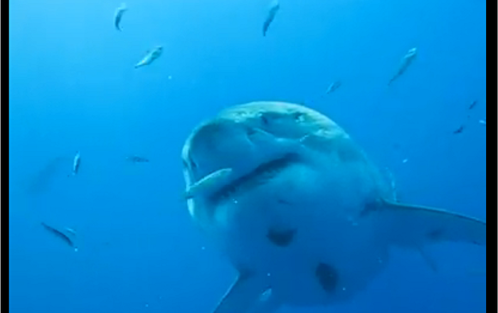 Largest Great White Shark Ever Filmed Spotted During ‘Shark Week’ (VIDEOS)