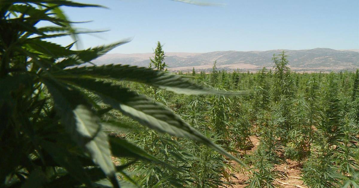 الحشيش بلبنان.. نحو التشريع لأسباب اقتصادية وطبية