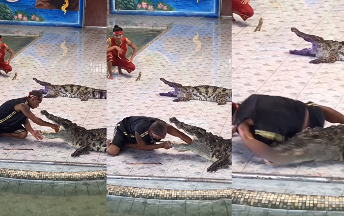 Show Stopper: Croc Crunches Down on Trainer’s Arm