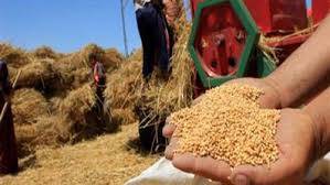 تجار: العراق يشتري 50 ألف طن قمحاً من استراليا
