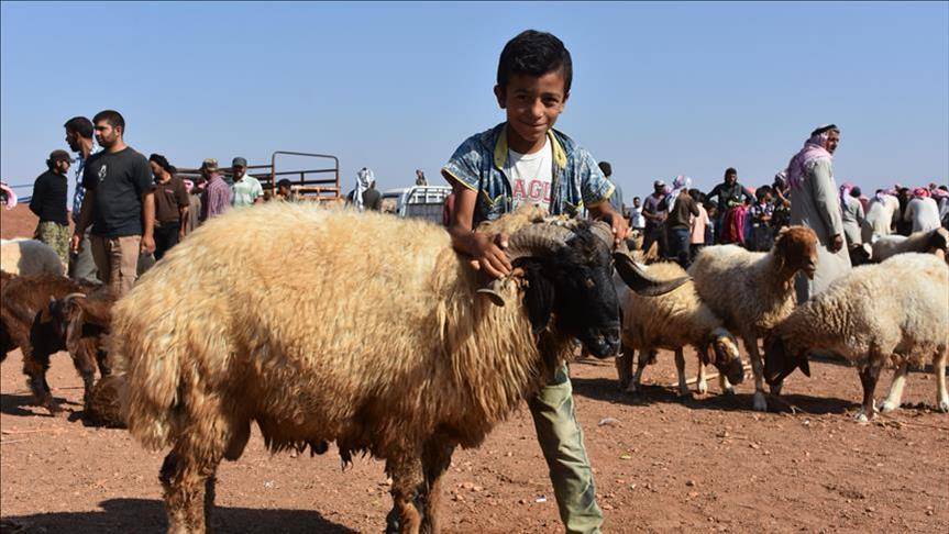 سوريا.. سوق الأضاحي ينتعش في مناطق "درع الفرات"