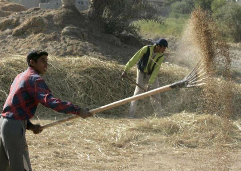 تجار: العراق يشتري 60 ألف طن من الأرز من أمريكا وأوروجواي