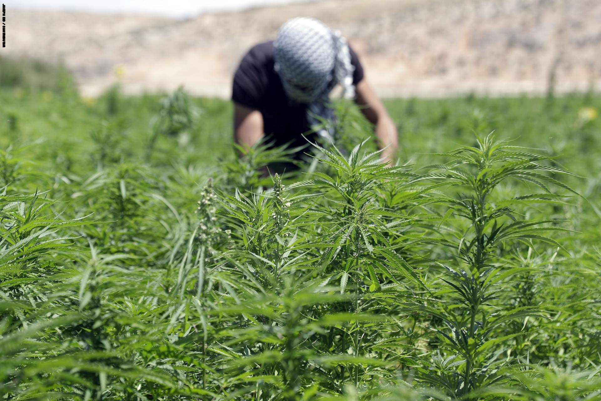 بالفيديو - نبتة الحشيش ستنقذ اقتصاد لبنان إذا شرعت