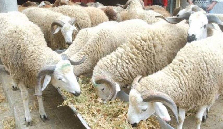 ألف خروف سوري أضاحٍ للعيد في قطر