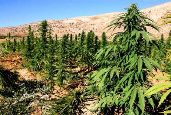انتشار الحشيش في البقاع وسهول الشمال في الوسط
