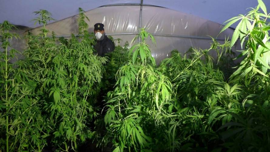 فلسطين: من المسؤول عن إغراق الضفة بالحشيش والمخدرات؟