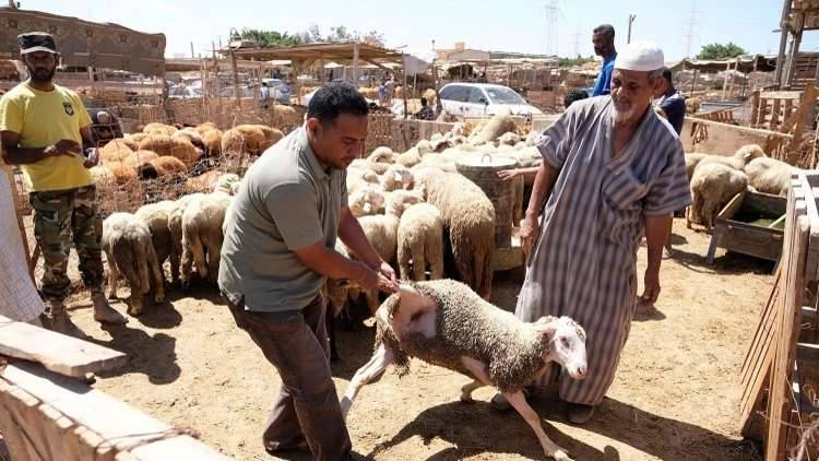 الحكومة الليبية المؤقتة تنفي تلقيها أضاحي العيد من قطر