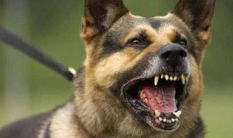 أخطر حادث لكلب مسعور يعضّ شبان وفتيات في قضاء صور