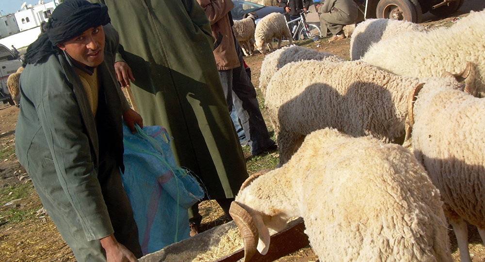 عيد المغرب... التباهي بحجم الخروف والاقتراض لإتمام فرحة العيد