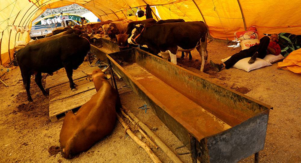 طوارئ في السعودية بسبب مصابي "سواطير العيد"