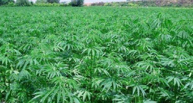 من سيحافظ على أموال ثروة زراعة الحشيش