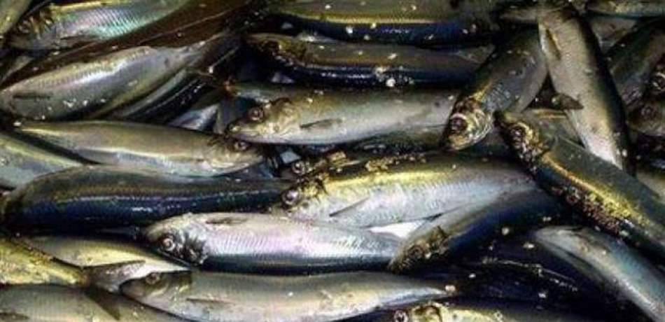 إقفال مسمكة في لبنان.. والسبب خطير!