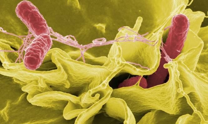 هذا المنتج الشهير الموجود في كل منزل يسبب السلمونيلا... انتبهوا!!