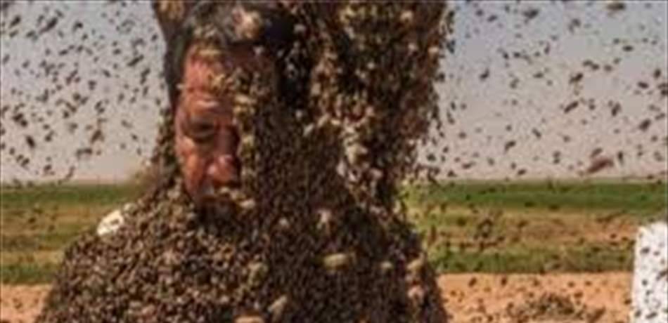 سعودي يكسو جسمه بـ 49 كيلو نحل