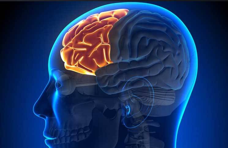 اكتشاف في الدماغ قد يخلص الملايين من آلام الأعصاب المزمنة
