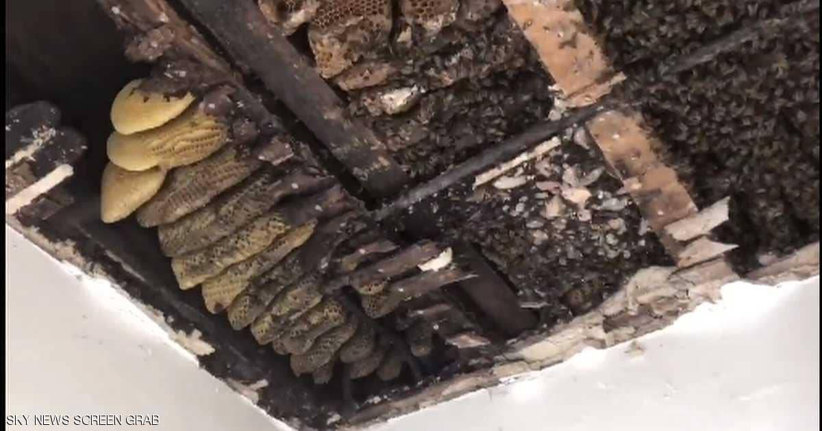 سقف مستشفى يقطر عسلا.. وفيديو يرصد "السبب المدهش"