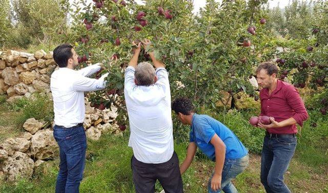 المرعبي يشارك في قطف التفاح و يدعو الى دعم المزارعين